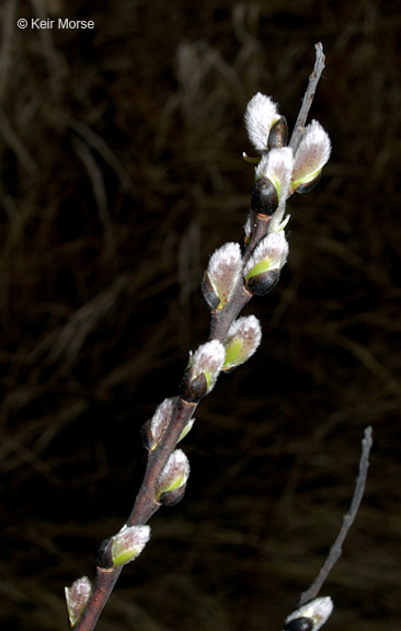 Plancia ëd Salix discolor Muhl.