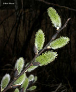 Plancia ëd Salix discolor Muhl.