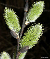 Plancia ëd Salix discolor Muhl.