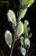 Plancia ëd Salix discolor Muhl.