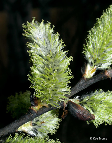 Plancia ëd Salix discolor Muhl.