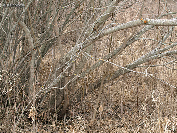 Plancia ëd Salix discolor Muhl.