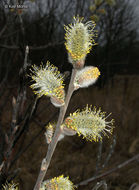 Plancia ëd Salix discolor Muhl.