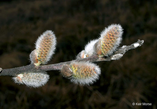 Plancia ëd Salix discolor Muhl.