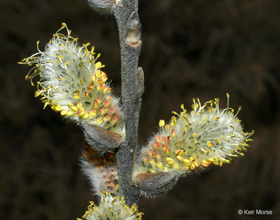 Plancia ëd Salix discolor Muhl.