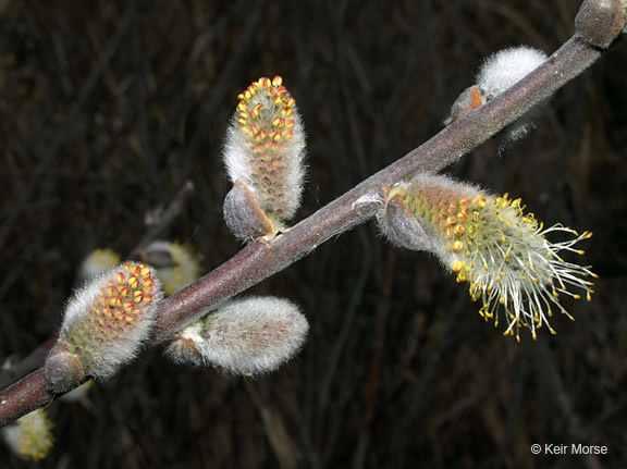 Plancia ëd Salix discolor Muhl.