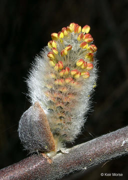 Plancia ëd Salix discolor Muhl.