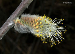 Plancia ëd Salix discolor Muhl.