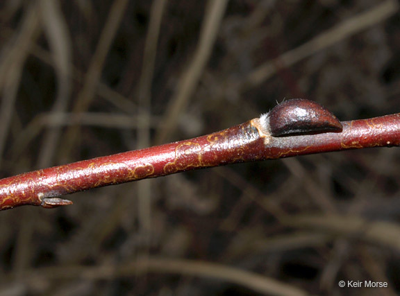 Plancia ëd Salix discolor Muhl.