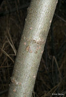 Plancia ëd Salix discolor Muhl.