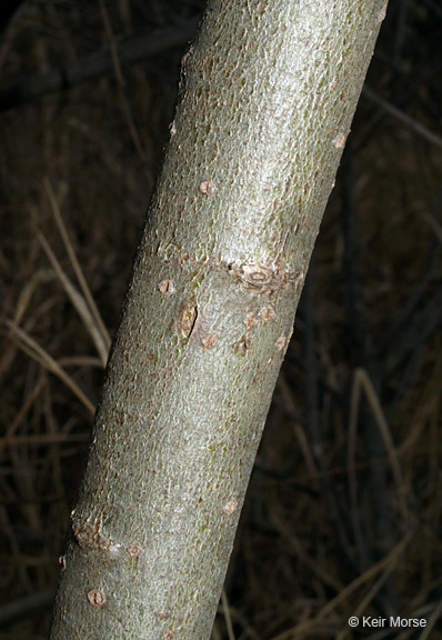 Plancia ëd Salix discolor Muhl.