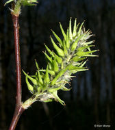 Plancia ëd Salix discolor Muhl.