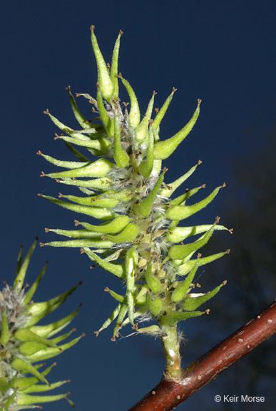 Plancia ëd Salix discolor Muhl.