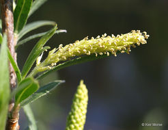 Image of Sandbar Willow