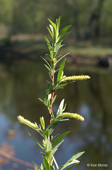 Image of Sandbar Willow