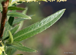 Image of Sandbar Willow