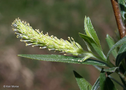 Image of Sandbar Willow