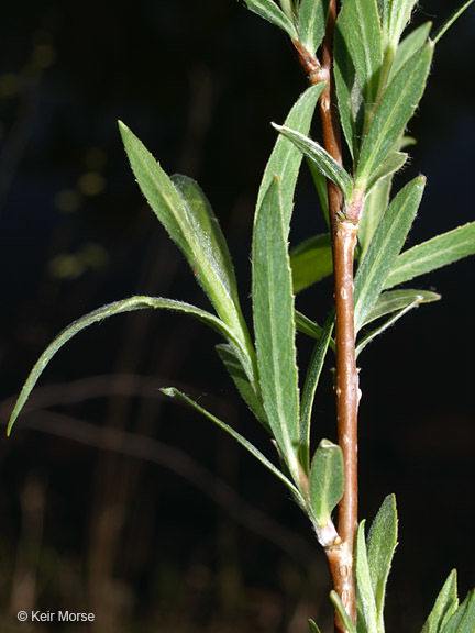 Image of Sandbar Willow