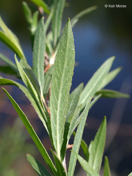 Image of Sandbar Willow