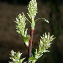 Image of meadow willow