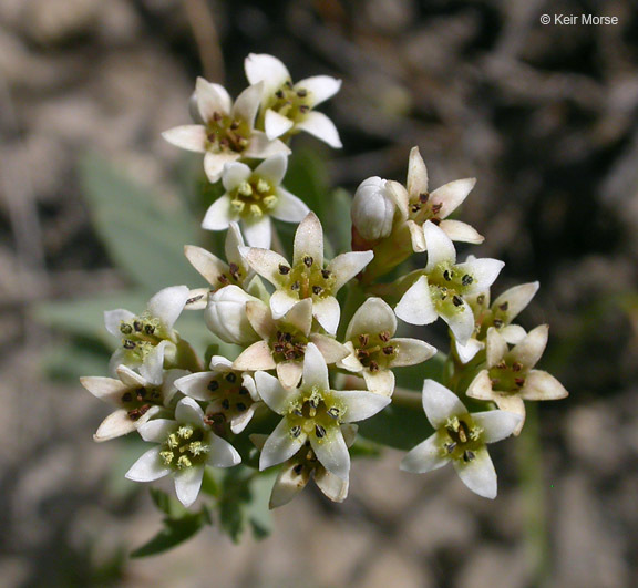 Image of pale bastard toadflax