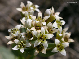 Image of pale bastard toadflax