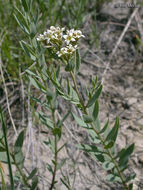 Image of pale bastard toadflax