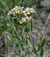 Image of pale bastard toadflax