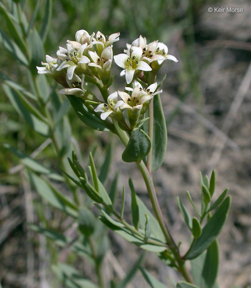 Image de Comandra umbellata subsp. pallida (A. DC.) Piehl