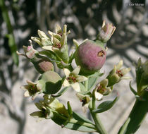 Image de Comandra umbellata subsp. pallida (A. DC.) Piehl