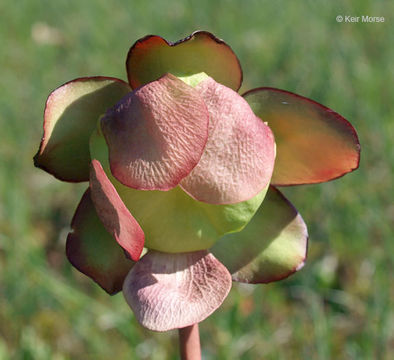 Image of purple pitcherplant