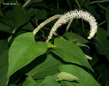 Image of lizard's tail