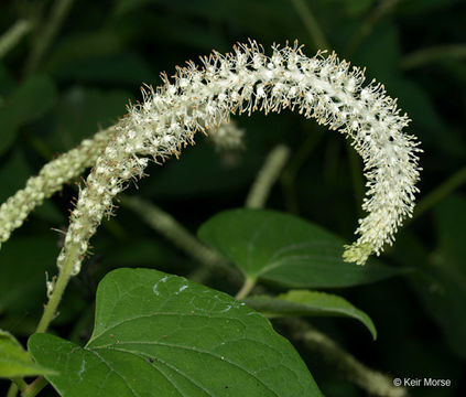 Image of lizard's tail