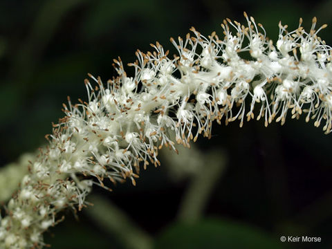 Image of lizard's tail