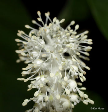 Image of lizard's tail