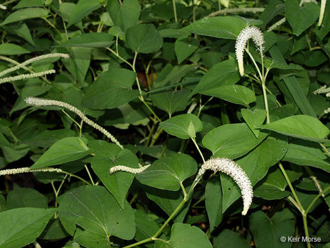 Image of lizard's tail