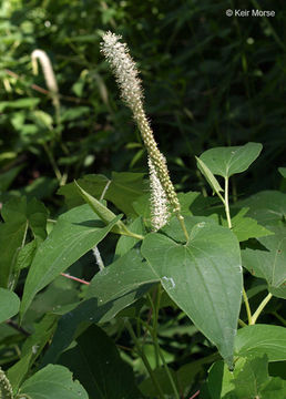 Image of lizard's tail