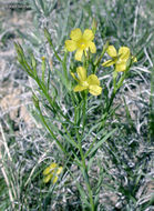 Image of stiffstem flax