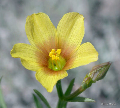 Imagem de Linum rigidum Pursh