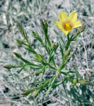 Image of stiffstem flax