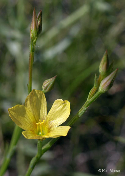 Image of stiffstem flax