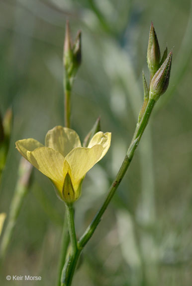 Image of stiffstem flax