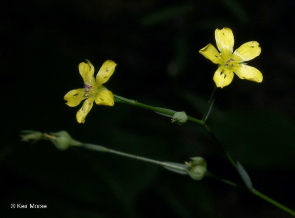 Image of Woodland Flax