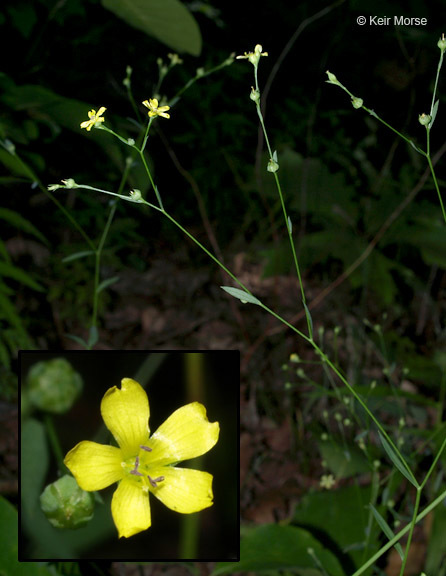 Image of Woodland Flax