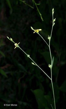 Image of Woodland Flax