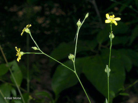 Image of Woodland Flax