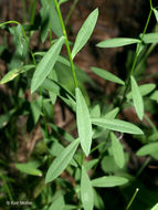 Image of Woodland Flax