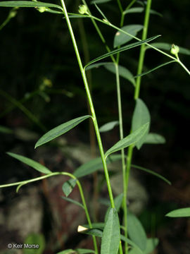 Image of Woodland Flax