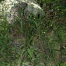 Image of Woodland Flax