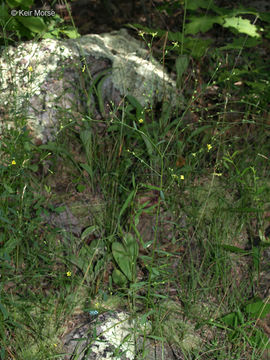 Image of Woodland Flax